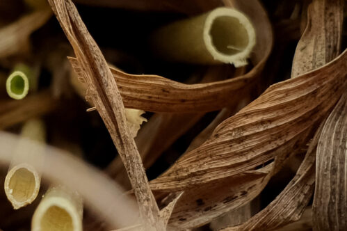 Plant Based Straw Image 1200x