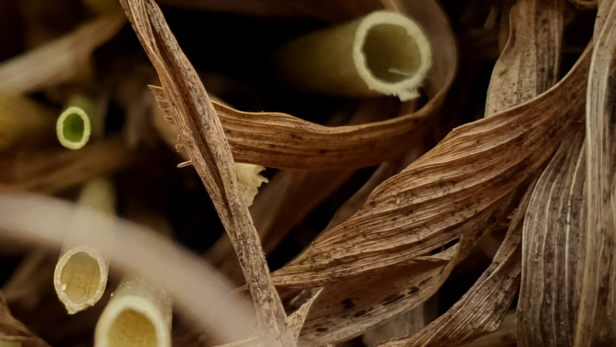 Plant Based Straw Image 1200x